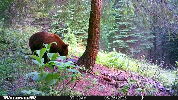 Color Phase Bears in Idaho